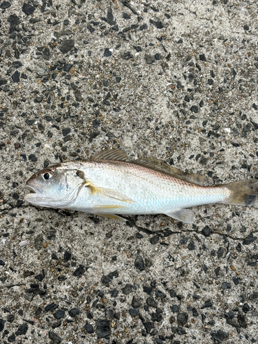 シログチの釣果