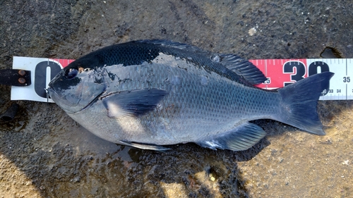 クチブトグレの釣果