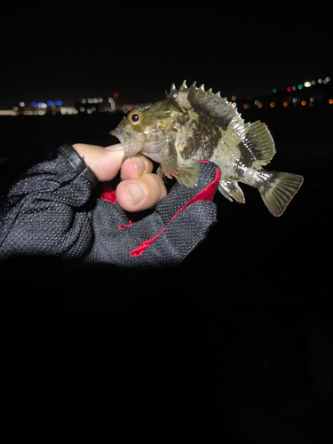 ガシラの釣果