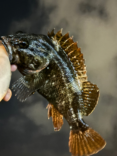 ムラソイの釣果