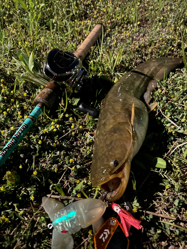 ナマズの釣果