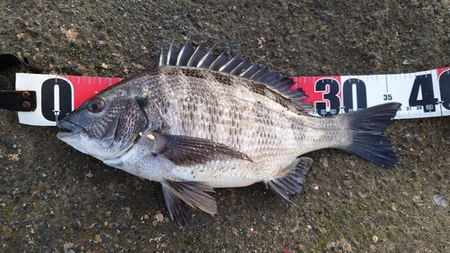 チヌの釣果