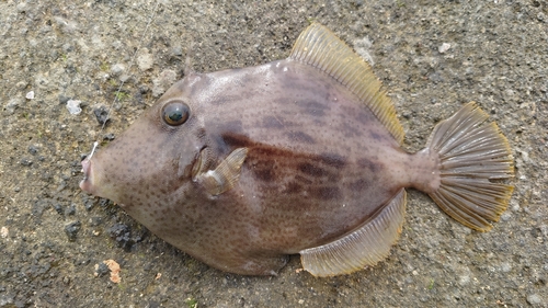 カワハギの釣果