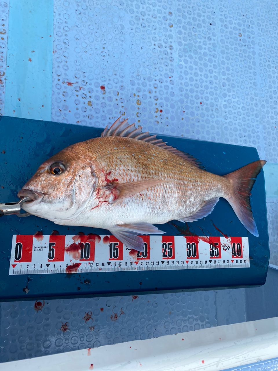 まあぼさんの釣果 3枚目の画像