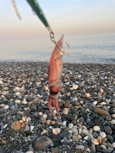 ホタルイカの釣果