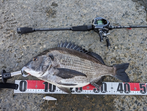 岡山県で釣れたギギの釣り・釣果情報 - アングラーズ