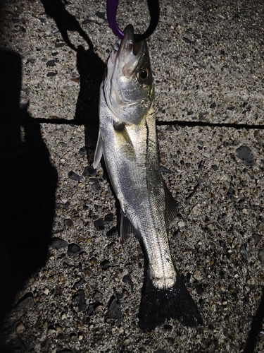 セイゴ（マルスズキ）の釣果