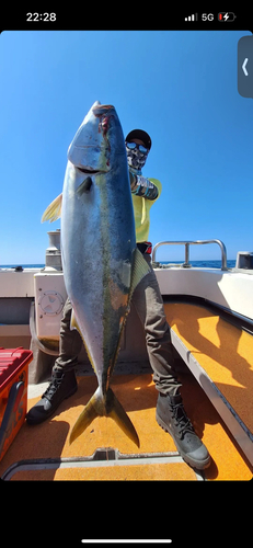 ブリの釣果