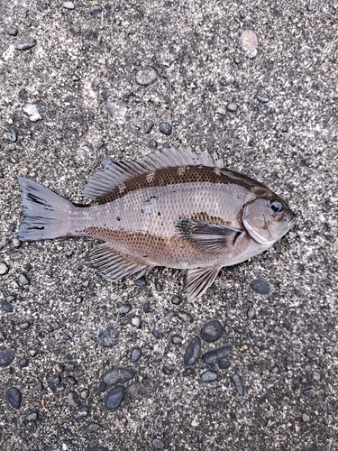 メジナの釣果