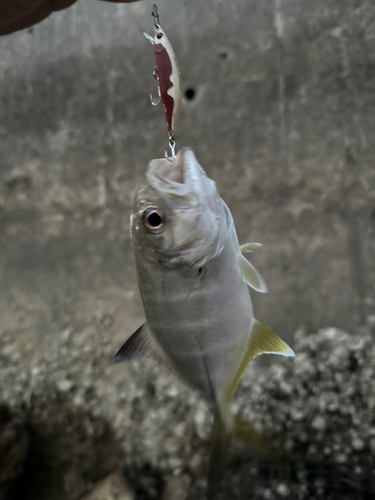 メッキの釣果