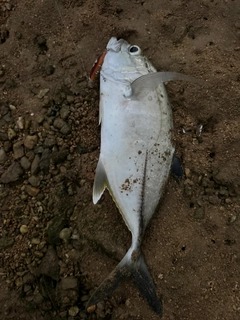 メッキの釣果