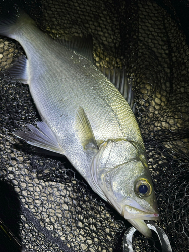 ヒラスズキの釣果