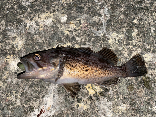 クロソイの釣果