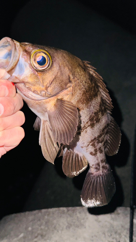 メバルの釣果