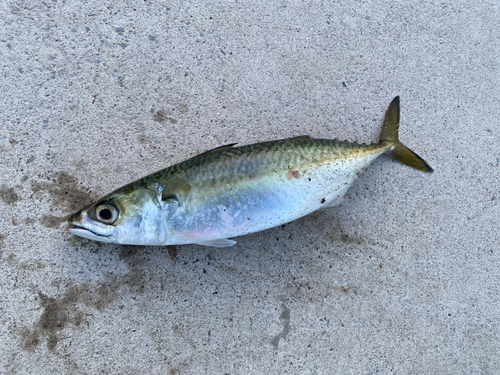 マサバの釣果