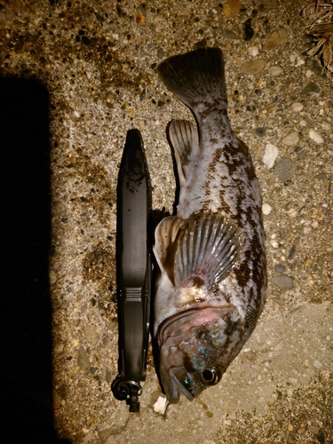 クロソイの釣果