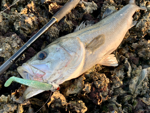 スズキの釣果