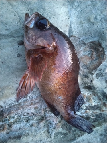 メバルの釣果