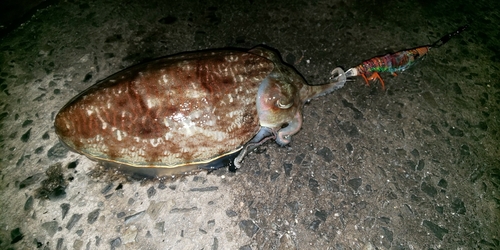 マツバイカの釣果