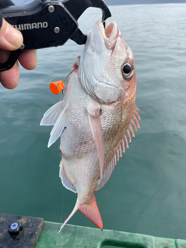 マダイの釣果