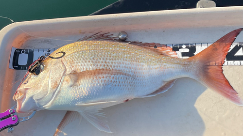 マダイの釣果