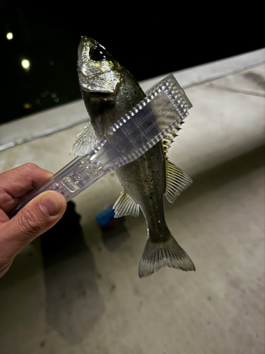 セイゴ（マルスズキ）の釣果