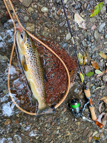 ブラウントラウトの釣果