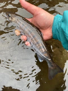 ヤマメの釣果