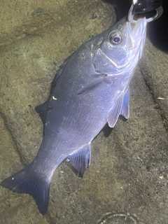 ヒラスズキの釣果