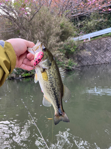 ラージマウスバスの釣果