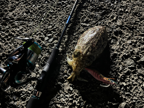 コウイカの釣果