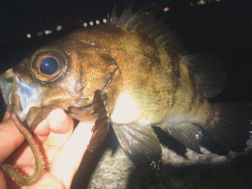 メバルの釣果