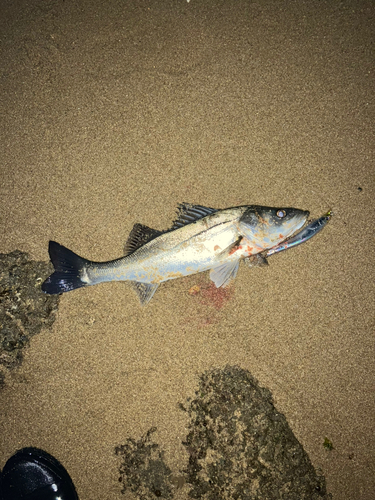 岡山県で釣れたギギの釣り・釣果情報 - アングラーズ