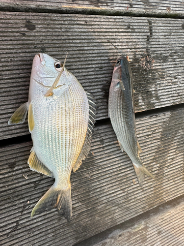 ヘダイの釣果