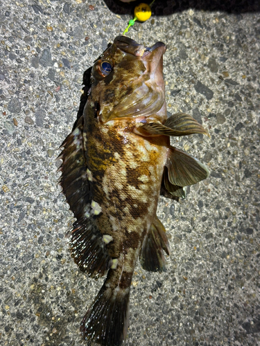 カサゴの釣果