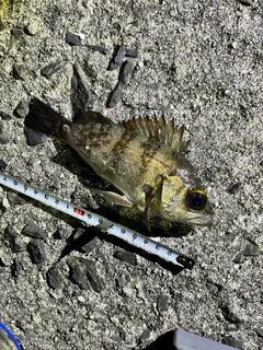 クロメバルの釣果