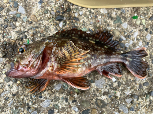 カサゴの釣果