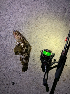 ベッコウゾイの釣果