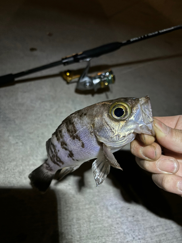 シロメバルの釣果