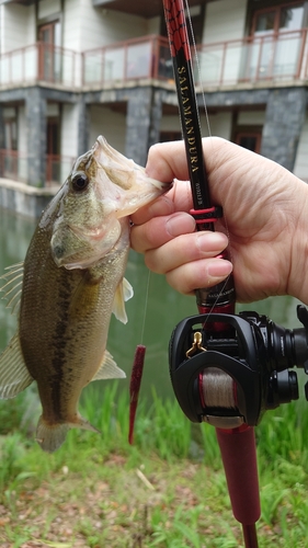 ラージマウスバスの釣果