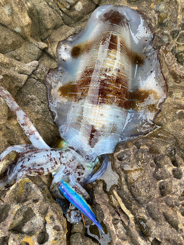 アオリイカの釣果