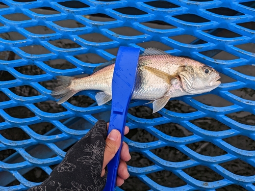 イシモチの釣果