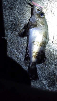 クロメバルの釣果