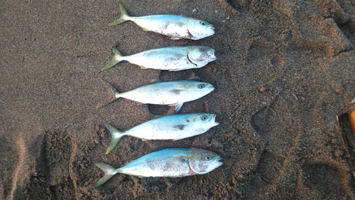 ツバスの釣果