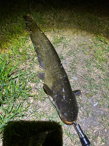 ナマズの釣果