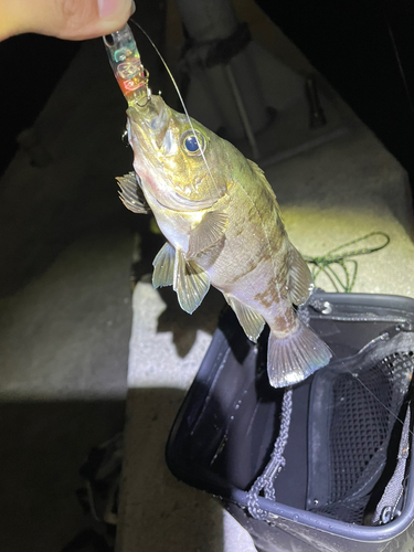 メバルの釣果