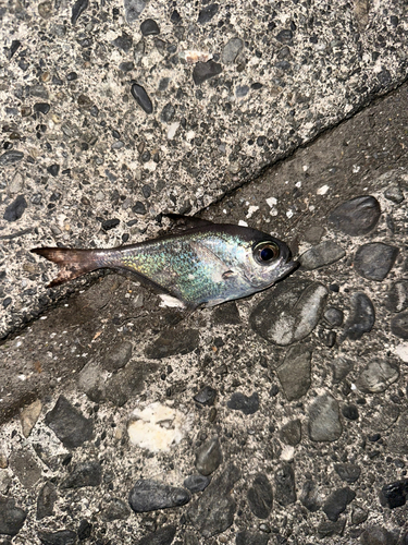 ミナミハタンポの釣果