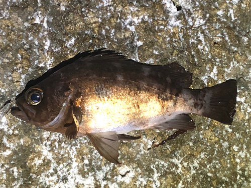 メバルの釣果