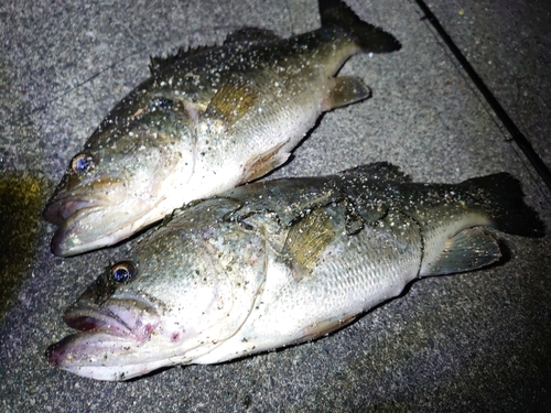 ブラックバスの釣果