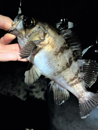 メバルの釣果